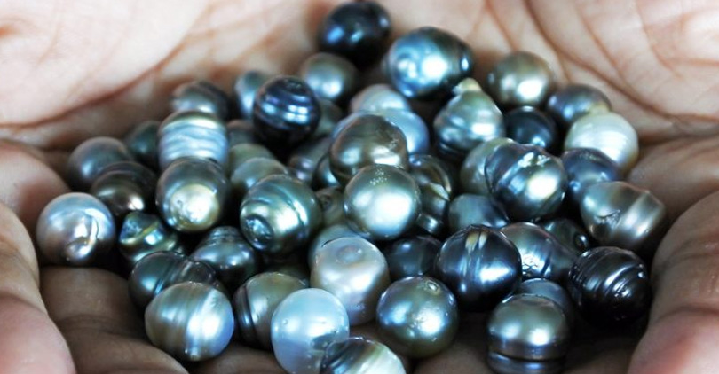 How Much Are Black Pearls Worth Are Black Pearls Expensive